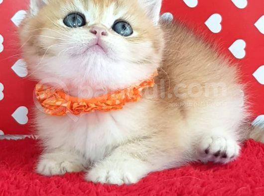 Show Kalite Ny12 Golden British Shorthair Yavrular görsel