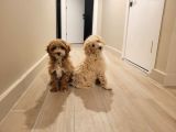6 Aylık Labradoodle Ve Goldendoodle