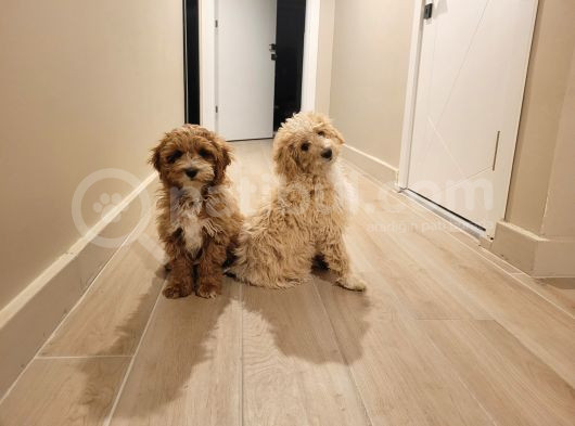 6 Aylık Labradoodle Ve Goldendoodle görsel