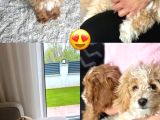 6 aylık Labradoodle ve Goldendoodle