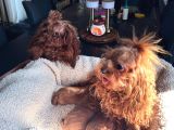 Petmode Köpek Çifrtliğinden Tea Cup Kore Poodle
