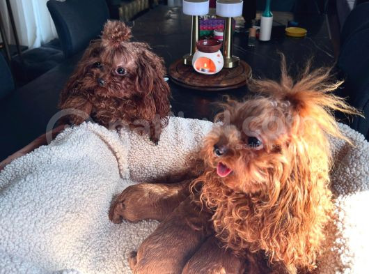 Petmode Köpek Çifrtliğinden Tea Cup Kore Poodle görsel