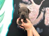 Yasal çiftlikten blue renk ırk garantili cane corso yavrular