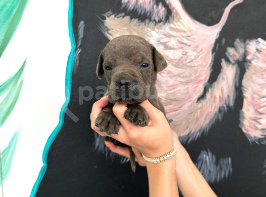 Yasal Çiftlikten Blue Renk Irk Garantili Cane Corso Yavrular