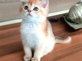 British Shorthair Dişi Ve Erkek Yavrular