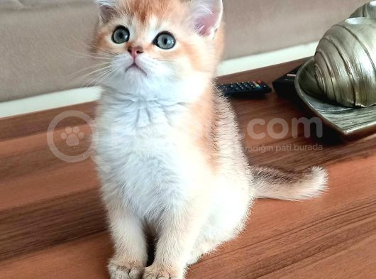 British Shorthair Dişi Ve Erkek Yavrular görsel