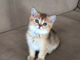 British Shorthair Dişi Ve Erkek Yavrular