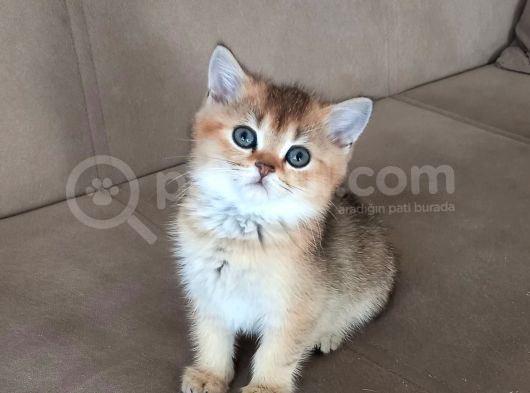 British Shorthair Dişi Ve Erkek Yavrular görsel