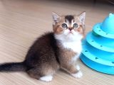 British Shorthair Dişi ve Erkek Yavrular