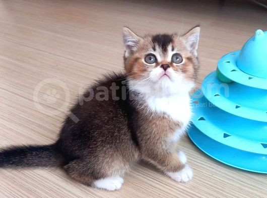 British Shorthair Dişi Ve Erkek Yavrular
