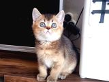 British Shorthair Dişi Ve Erkek Yavrular