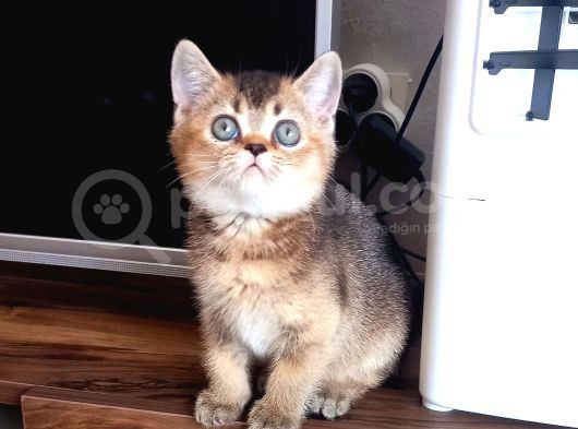 British Shorthair Dişi Ve Erkek Yavrular görsel