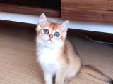 British Shorthair Dişi Ve Erkek Yavrular
