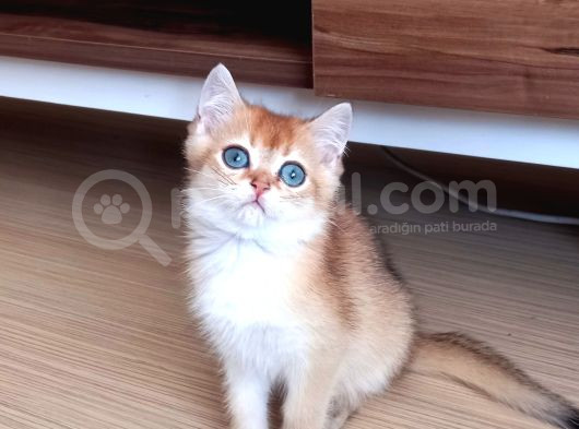 British Shorthair Dişi Ve Erkek Yavrular görsel