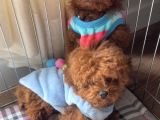 Toy poodle