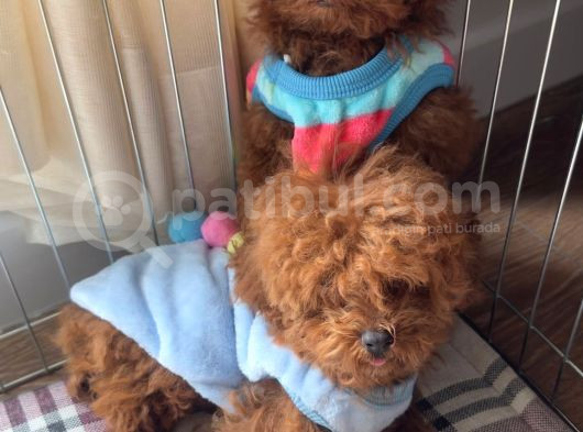 Toy Poodle