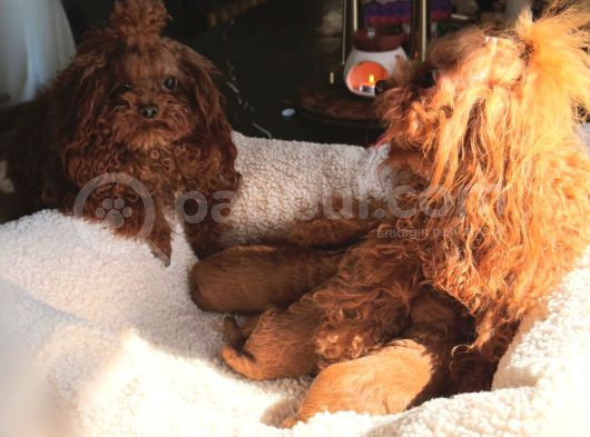 Petmode Köpek Çifrtliğinden Tea Cup Kore Poodle görsel