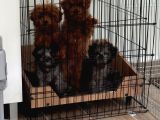 Toy Poodle