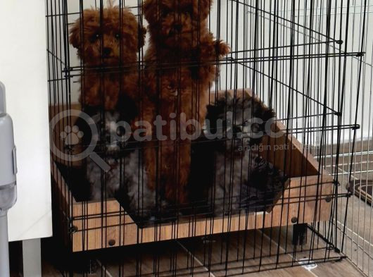 Toy Poodle görsel