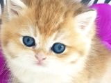 Show Kalite Ny12 Golden British Shorthair Yavrular