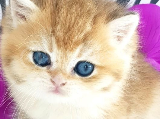 Show Kalite Ny12 Golden British Shorthair Yavrular görsel
