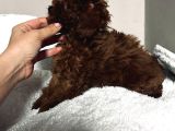 Petmode Köpek Çifrtliğinden Tea Cup Kore Poodle