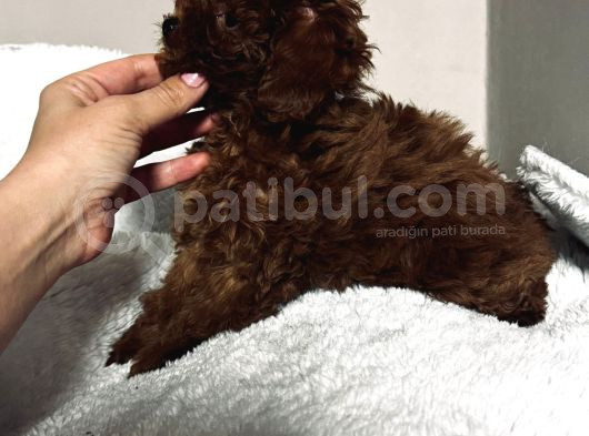 Petmode Köpek Çifrtliğinden Tea Cup Kore Poodle görsel