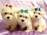 Petmode Köpek Çifrtliğinden maltese terrier yavruları