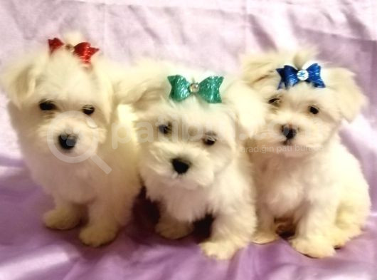 Petmode Köpek Çifrtliğinden Maltese Terrier Yavruları