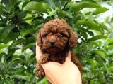 EN ÖZELİ EN GÜZELİ  YAVRULAR POODLE