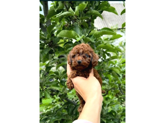 En Özeli̇ En Güzeli̇  Yavrular Poodle