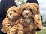 Petmode Köpek Çifrtliğinde Ziyarete Açık F1 Maltipoo