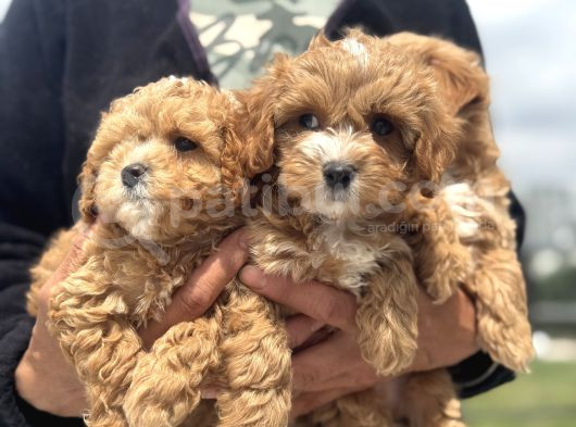 Petmode Köpek Çifrtliğinde Ziyarete Açık F1 Maltipoo görsel