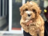 Petmode Köpek Çifrtliğinde Ziyarete Açık F1 Maltipoo