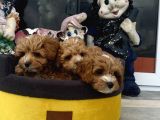 Petmode Köpek Çifrtliğinde ziyarete açık F1 Maltipoo
