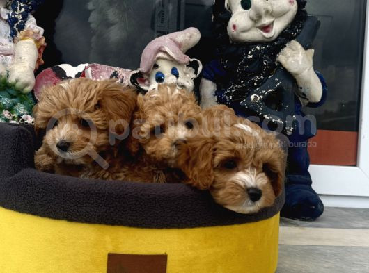 Petmode Köpek Çifrtliğinde Ziyarete Açık F1 Maltipoo