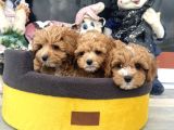Petmode Köpek Çifrtliğinde Ziyarete Açık F1 Maltipoo
