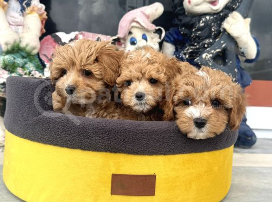Petmode Köpek Çifrtliğinde Ziyarete Açık F1 Maltipoo görsel