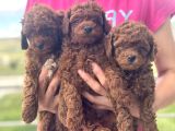 Petmode Köpek Çifrtliğinde Ziyarete Açık Toy Poodle Yavrular