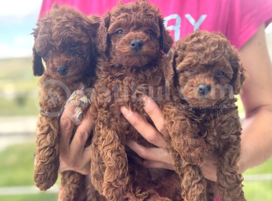 Petmode Köpek Çifrtliğinde Ziyarete Açık Toy Poodle Yavrular görsel