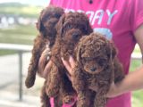 Petmode Köpek Çifrtliğinde Ziyarete Açık Toy Poodle Yavrular