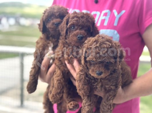 Petmode Köpek Çifrtliğinde Ziyarete Açık Toy Poodle Yavrular görsel