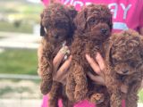 Petmode Köpek Çifrtliğinde Ziyarete Açık Toy Poodle Yavrular