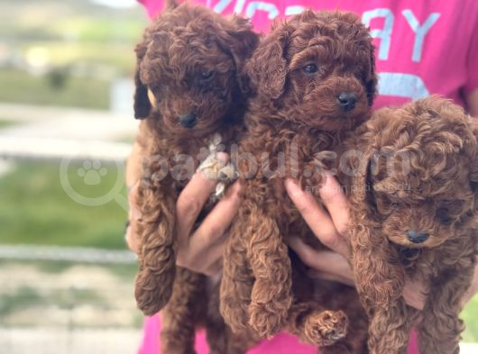 Petmode Köpek Çifrtliğinde Ziyarete Açık Toy Poodle Yavrular görsel