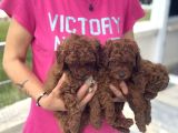 Petmode Köpek Çifrtliğinde Ziyarete Açık Toy Poodle Yavrular