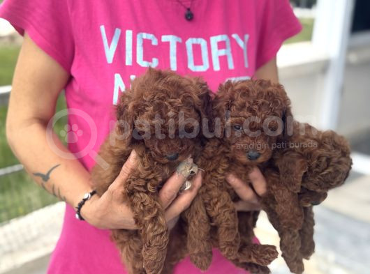 Petmode Köpek Çifrtliğinde Ziyarete Açık Toy Poodle Yavrular görsel