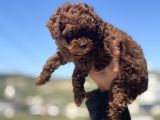 Petmode Köpek Çifrtliğinde Ziyarete Açık Toy Poodle Yavrular