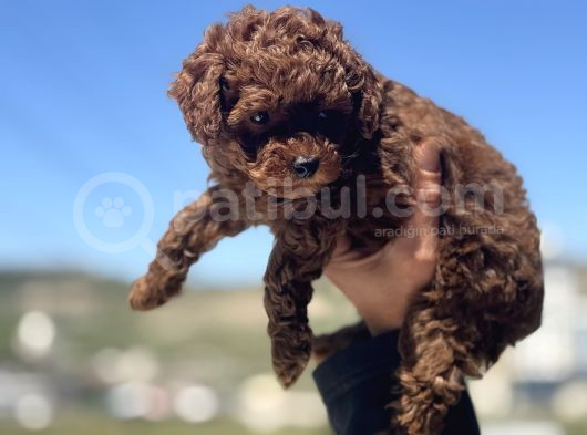 Petmode Köpek Çifrtliğinde Ziyarete Açık Toy Poodle Yavrular görsel