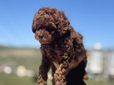 Petmode Köpek Çifrtliğinde Ziyarete Açık Toy Poodle Yavrular