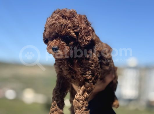 Petmode Köpek Çifrtliğinde Ziyarete Açık Toy Poodle Yavrular görsel
